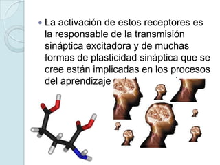    La activación de estos receptores es
    la responsable de la transmisión
    sináptica excitadora y de muchas
    formas de plasticidad sináptica que se
    cree están implicadas en los procesos
    del aprendizaje y de la memoria.
 
