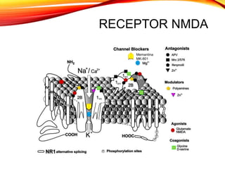 RECEPTOR NMDA
Memantina
MK-801
+
+
 