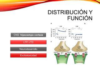 DISTRIBUCIÓN Y
FUNCIÓN
CNS: hipocampo corteza
LTP, LTD
Excitotoxicidad
Neurodesarrollo
 