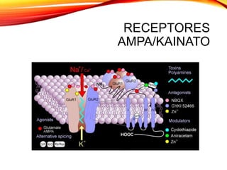 RECEPTORES
AMPA/KAINATO
 