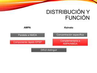 DISTRIBUCIÓN Y
FUNCIÓN
Paralela a NMDA
Componente rápido EPSP
Concentración específica
Complementaria a
AMPA/NMDA
Difícil distinguir
AMPA Kainato
 