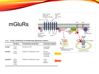 mGluRs
 
