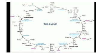 Glutamic acid fermentation