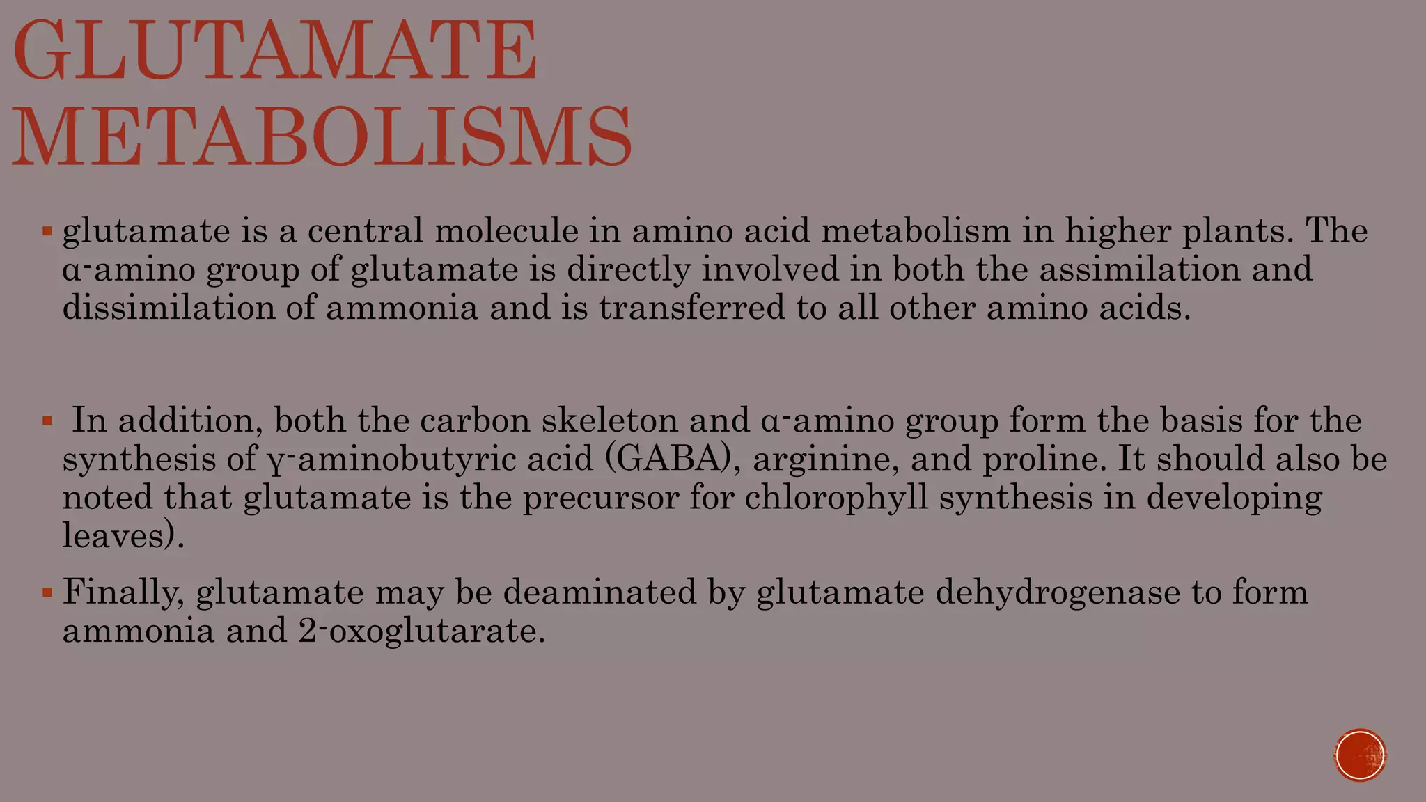 GLUTAMATE
METABOLISMS
 glutamate is a central molecule in amino acid metabolism in higher plants. The
α-amino group of glutamate is directly involved in both the assimilation and
dissimilation of ammonia and is transferred to all other amino acids.
 In addition, both the carbon skeleton and α-amino group form the basis for the
synthesis of γ-aminobutyric acid (GABA), arginine, and proline. It should also be
noted that glutamate is the precursor for chlorophyll synthesis in developing
leaves).
 Finally, glutamate may be deaminated by glutamate dehydrogenase to form
ammonia and 2-oxoglutarate.
 