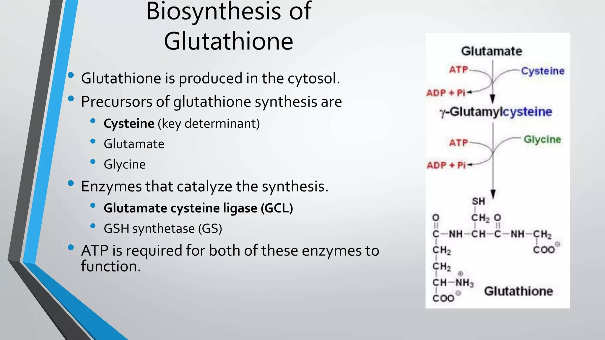 glutathione synthesis enzymes Glutathione