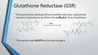 glutathione sulfhydryl Best Glutathione Supplement