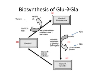 glutathione, vitamin-K & biological oxidation.pptx