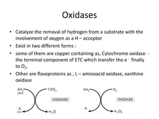 glutathione, vitamin-K & biological oxidation.pptx