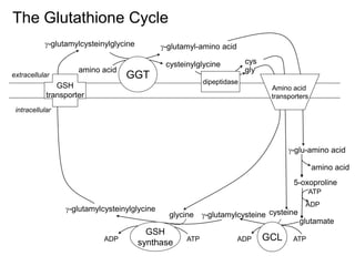 glutathione slideshare Top 10 Glutathione PPT Templates with Professional Designs main image 1
