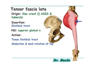 Tensor fascia lata
Origin: iliac crest () ASIS &
tubercle
Insertion:
Iliotibial tract
NS: superior gluteal n
Action:
Tense iliotibial tract
Abduction & med rotation of hip
 