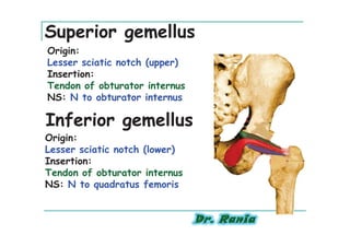 Superior gemellus
Origin:
Lesser sciatic notch (upper)
Insertion:
Tendon of obturator internus
NS: N to obturator internus

Inferior gemellus
Origin:
Lesser sciatic notch (lower)
Insertion:
Tendon of obturator internus
NS: N to quadratus femoris
 