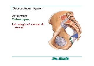 Sacrospinous ligament

Attachment:
Ischeal spine
Lat margin of sacrum &
  coccyx
 
