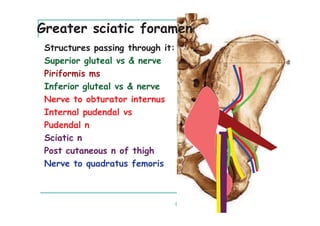 Greater sciatic foramen
 Structures passing through it:
 Superior gluteal vs & nerve
 Piriformis ms
 Inferior gluteal vs & nerve
 Nerve to obturator internus
 Internal pudendal vs
 Pudendal n
 Sciatic n
 Post cutaneous n of thigh
 Nerve to quadratus femoris
 