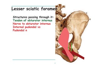 Lesser sciatic foramen
Structures passing through it:
Tendon of obturator internus
Nerve to obturator internus
Internal pudendal vs
Pudendal n
 