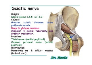 Sciatic nerve
Origin:
Sacral plexus L4,5, S1,2,3
Course:
Greater sciatic foramen below
piriformis muscle
Deep to gluteus maximus
Midpoint () ischial tuberosity and
greater trochanter.
Branches:
Tibial nerve (medial popliteal)
Common peroneal nerve (lateral
popliteal)
Distribution:
Hamstring ms & adduct magnus
(ischeal part)
 