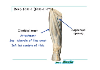 Deep fascia (fascia lata)




      Iliotibial tract         Saphenous
                                opening
        Attachment
Sup: tubercle of iliac crest
 Inf: lat condyle of tibia
 