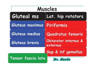 Muscles
 Gluteal ms Lat. hip rotators
Gluteus maximus Piriformis

Gluteus medius       Quadratus femoris
                     Obturator internus &
Gluteus brevis
                     externus
                     Sup & inf gemellus
Tensor fascia lata
 