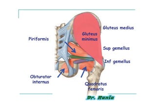 Gluteus medius
             Gluteus
Piriformis   minimus

                       Sup gemellus


                       Inf gemellus


Obturator
 internus     Quadratus
               femoris
 