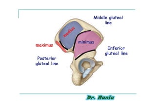 Middle gluteal
                          line



               minimus
maximus
                           Inferior
                          gluteal line
 Posterior
gluteal line
 