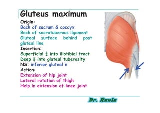 Gluteus maximum
Origin:
Back of sacrum & coccyx
Back of sacrotuberous ligament
Gluteal surface behind post
gluteal line
Insertion:
Superficial ¾ into iliotibial tract
Deep ¼ into gluteal tuberosity
NS: inferior gluteal n
Action:
Extension of hip joint
Lateral rotation of thigh
Help in extension of knee joint
 