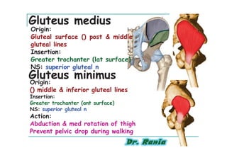 Gluteus medius
Origin:
Gluteal surface () post & middle
gluteal lines
Insertion:
Greater trochanter (lat surface)
NS: superior gluteal n
Gluteus minimus
Origin:
() middle & inferior gluteal lines
Insertion:
Greater trochanter (ant surface)
NS: superior gluteal n
Action:
Abduction & med rotation of thigh
Prevent pelvic drop during walking
 