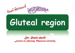 Gluteal region
          Dr. Rania sherif
 Lecturer of Anatomy, Mansoura university
 