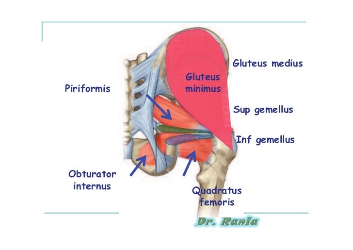 gluteal region