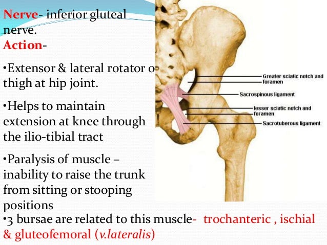 Anatomy of Gluteal Region