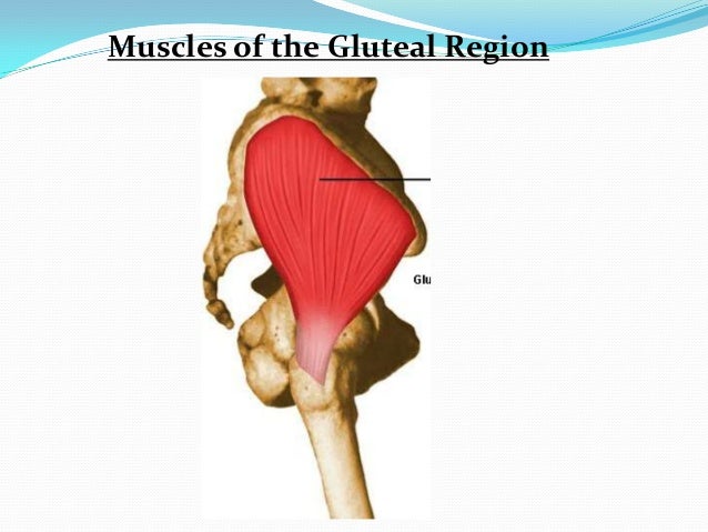 anatomy of gluteal region gluteal region