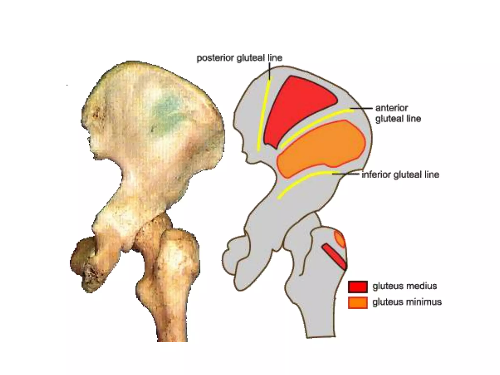 Forget The Hype: The Real Difference Between Gluteal Folds And Clefts - 10lj4tn