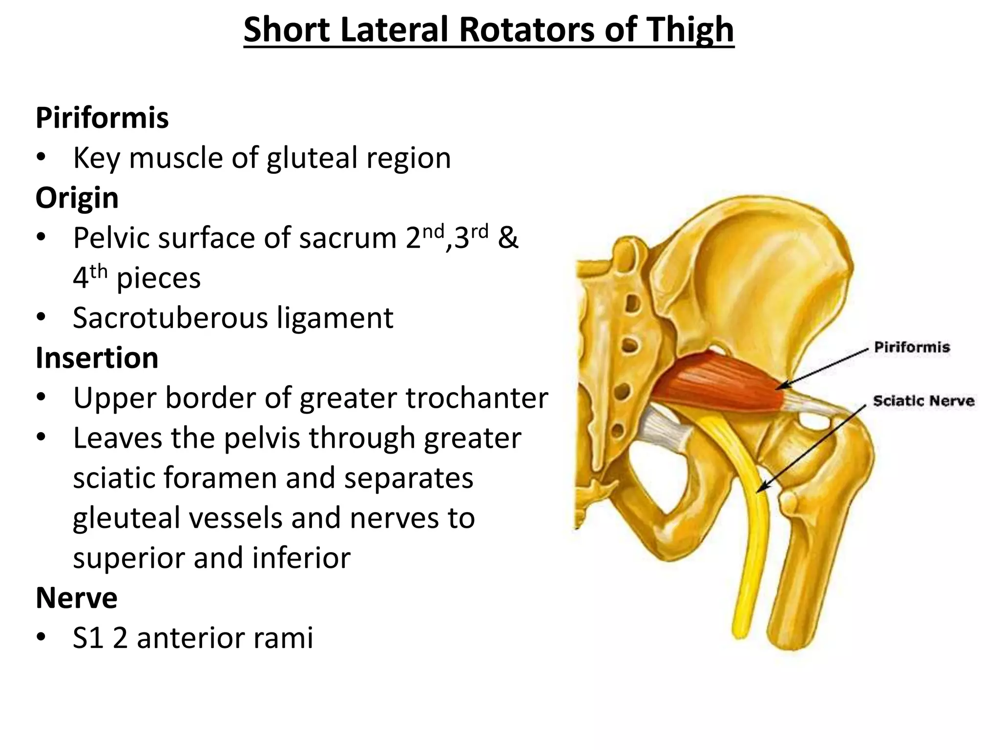 Unlock The Mystery: Gluteal Fold Or Cleft?  Expert Explains - yaskote