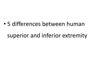 • 5 differences between human
superior and inferior extremity
 