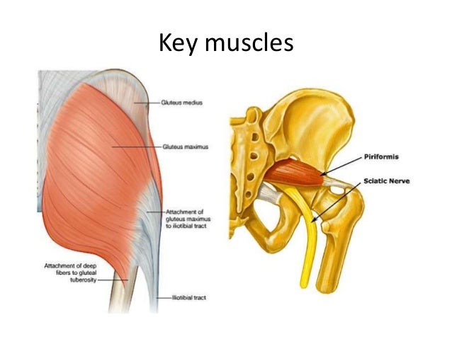 gluteal region