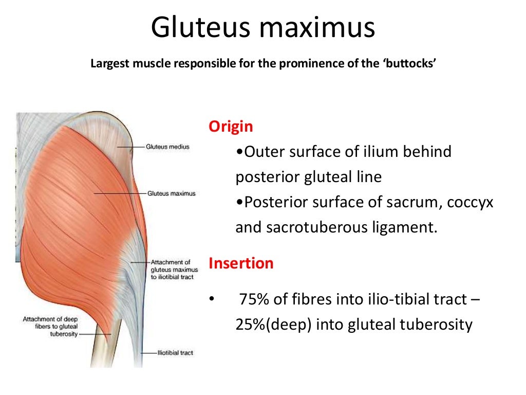 Gluteal region