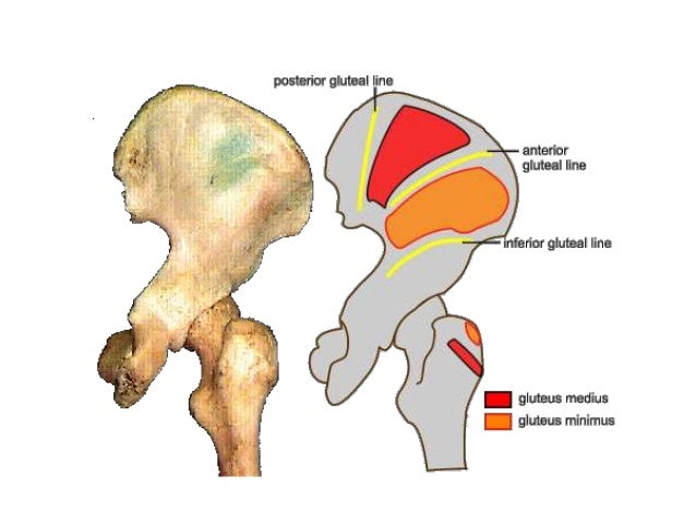Gluteal region