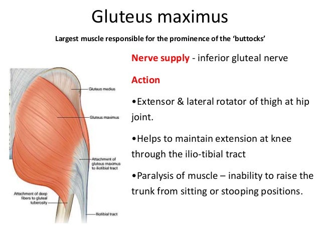 Gluteal region