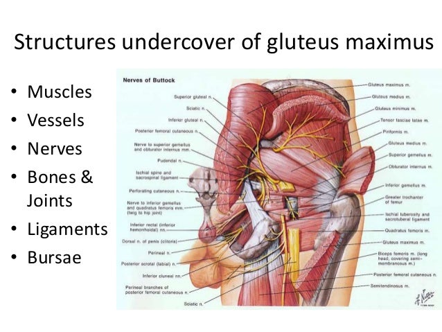 gluteal region