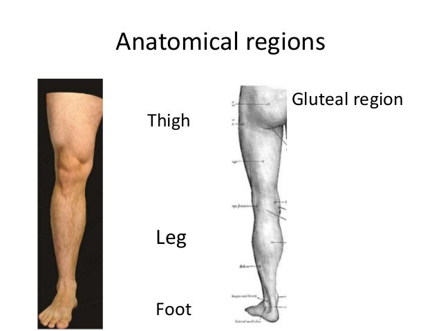 Gluteal region