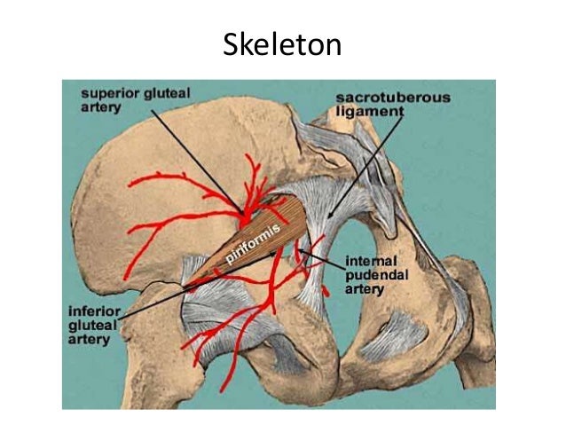 gluteal region