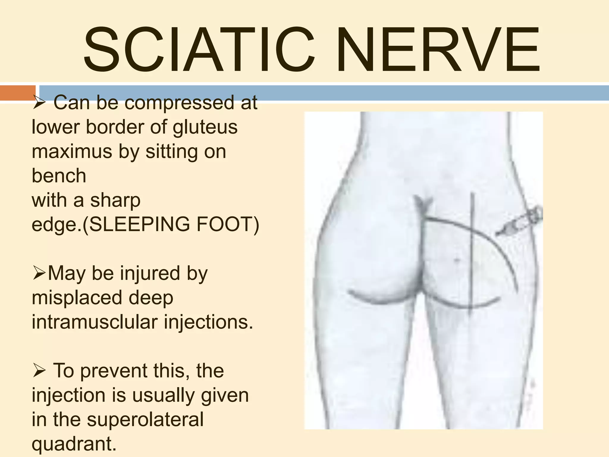 SCIATIC NERVE
 Can be compressed at
lower border of gluteus
maximus by sitting on
bench
with a sharp
edge.(SLEEPING FOOT)
May be injured by
misplaced deep
intramusclular injections.
 To prevent this, the
injection is usually given
in the superolateral
quadrant.
 