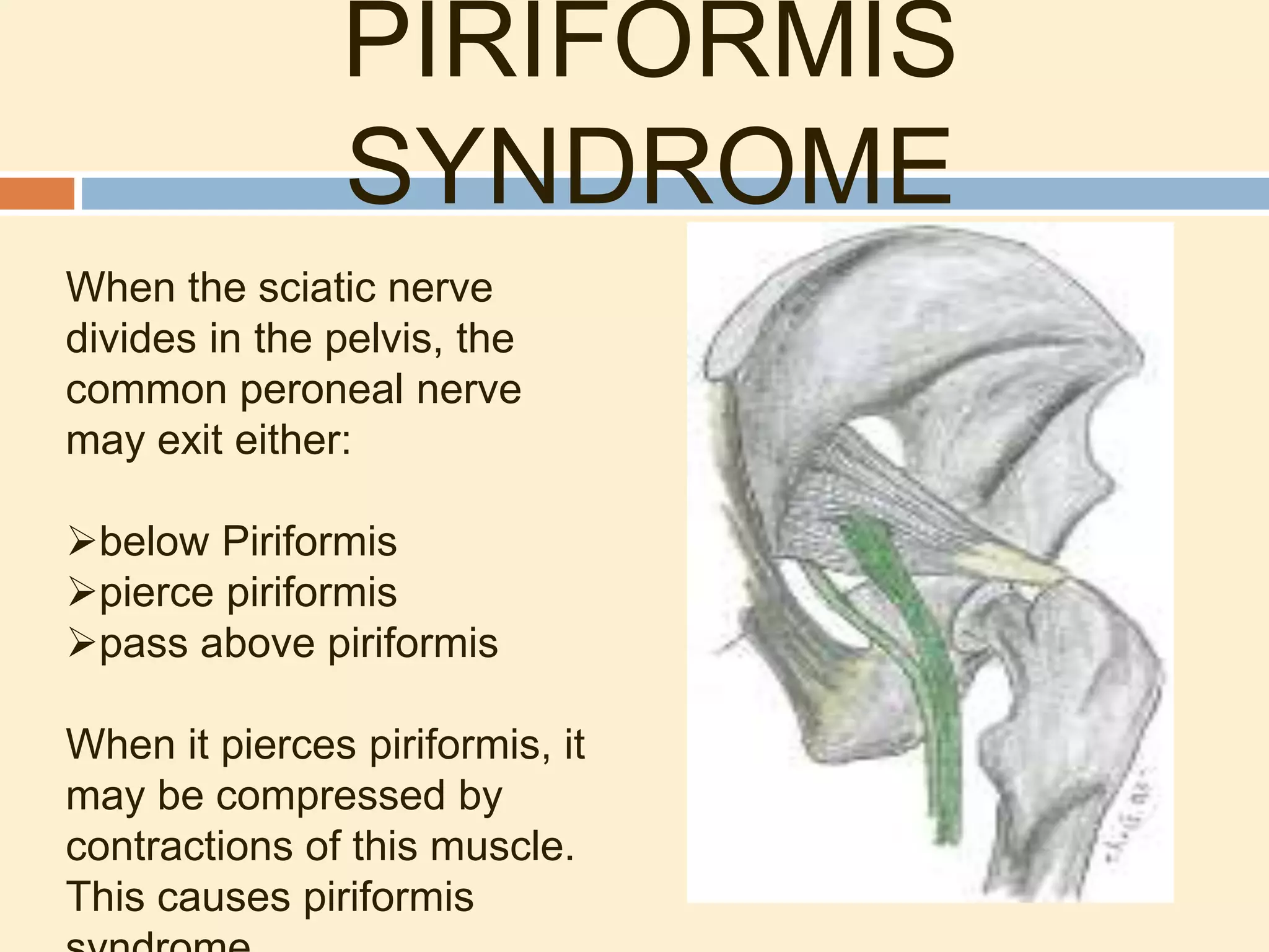 PIRIFORMIS
SYNDROME
When the sciatic nerve
divides in the pelvis, the
common peroneal nerve
may exit either:
below Piriformis
pierce piriformis
pass above piriformis
When it pierces piriformis, it
may be compressed by
contractions of this muscle.
This causes piriformis
 