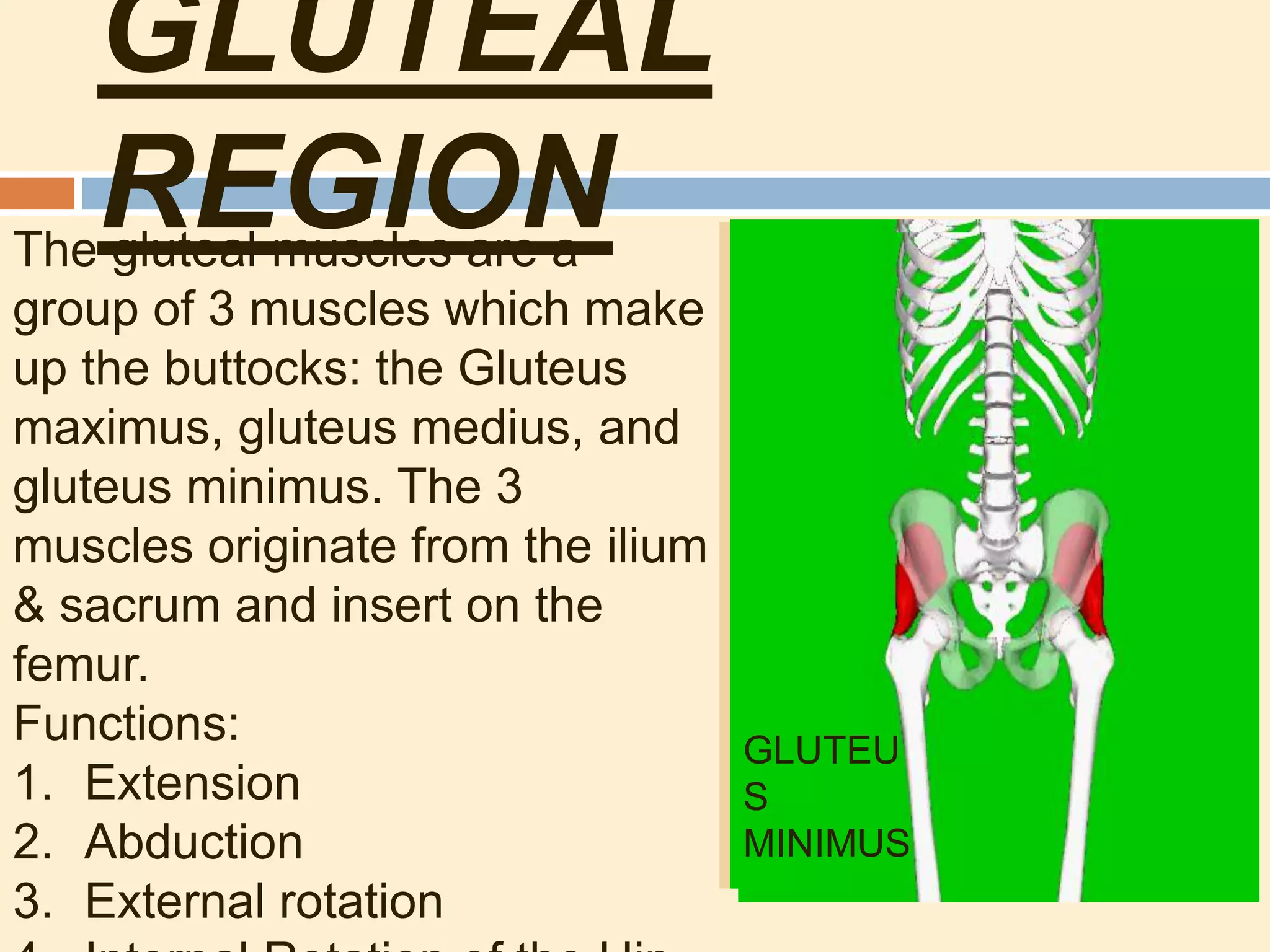 GLUTEAL
REGIONThe gluteal muscles are a
group of 3 muscles which make
up the buttocks: the Gluteus
maximus, gluteus medius, and
gluteus minimus. The 3
muscles originate from the ilium
& sacrum and insert on the
femur.
Functions:
1. Extension
2. Abduction
3. External rotation
GLUTEU
S
MAXIMU
S
GLUTEUS
MEDIUS
GLUTEU
S
MINIMUS
 