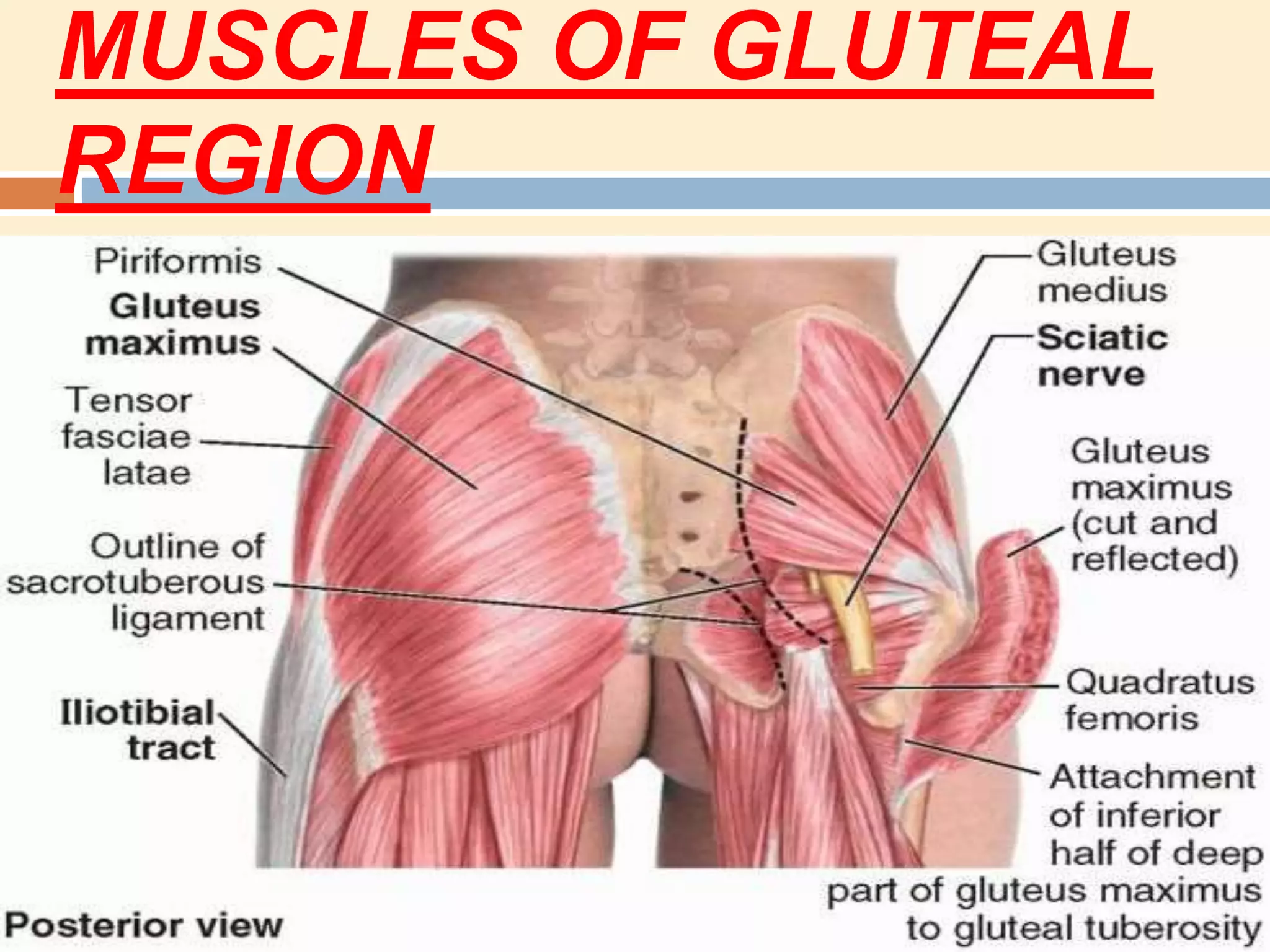 MUSCLES OF GLUTEAL
REGION
 