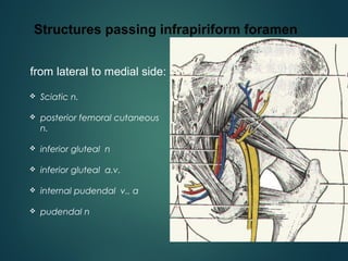 Gluteal region | PPT