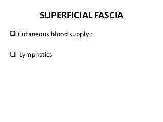 SUPERFICIAL FASCIA
 Cutaneous blood supply :
 Lymphatics
 