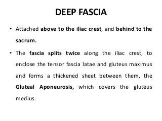 DEEP FASCIA
• Attached above to the iliac crest, and behind to the
sacrum.
• The fascia splits twice along the iliac crest, to
enclose the tensor fascia latae and gluteus maximus
and forms a thickened sheet between them, the
Gluteal Aponeurosis, which covers the gluteus
medius.
 