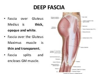 DEEP FASCIA
• Fascia over Gluteus
Medius is thick,
opaque and white.
• Fascia over the Gluteus
Maximus muscle is
thin and transparent.
• Fascia splits and
encloses GM muscle.
 