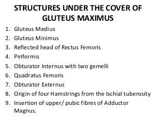 STRUCTURES UNDER THE COVER OF
GLUTEUS MAXIMUS
1. Gluteus Medius
2. Gluteus Minimus
3. Reflected head of Rectus Femoris
4. Piriformis
5. Obturator Internus with two gemelli
6. Quadratus Femoris
7. Obturator Externus
8. Origin of four Hamstrings from the Ischial tuberosity
9. Insertion of upper/ pubic fibres of Adductor
Magnus.
 