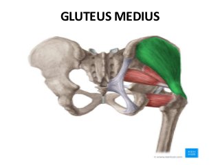 GLUTEUS MEDIUS
 