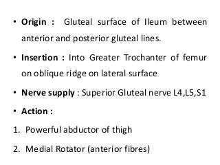 • Origin : Gluteal surface of Ileum between
anterior and posterior gluteal lines.
• Insertion : Into Greater Trochanter of femur
on oblique ridge on lateral surface
• Nerve supply : Superior Gluteal nerve L4,L5,S1
• Action :
1. Powerful abductor of thigh
2. Medial Rotator (anterior fibres)
 